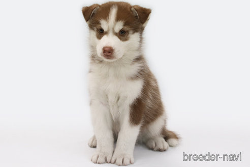 成約済の神奈川県のシベリアンハスキー-336740